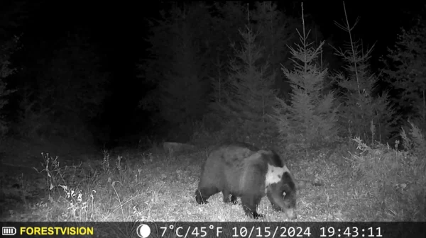 ForestVision Live C1 – Bild 5