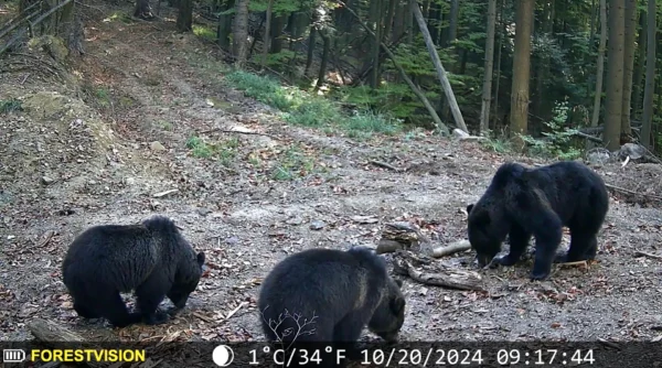 ForestVision Live C2 – Bild 8