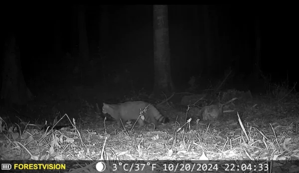 ForestVision Live C2 – Bild 7