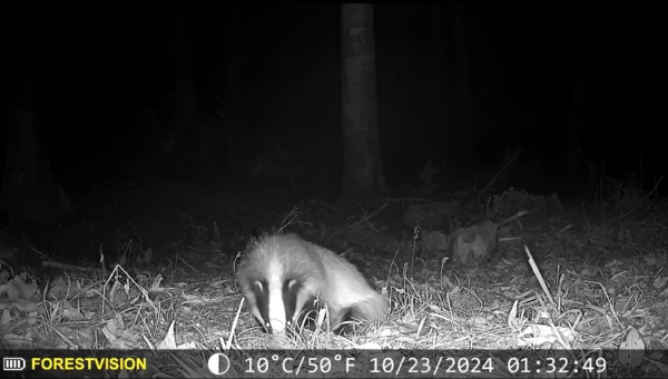 ForestVision Live C2 – Bild 6