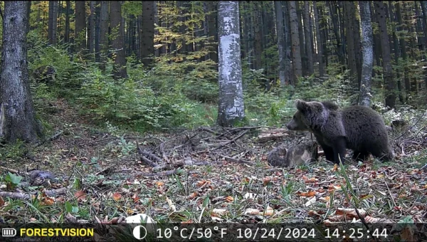 ForestVision Live C6 – Bild 6