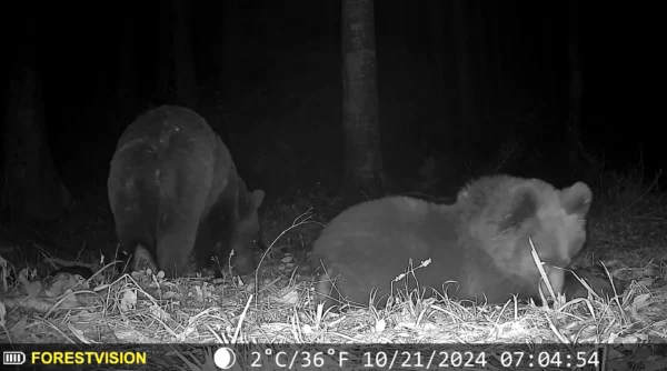 ForestVision Live C6 – Bild 5