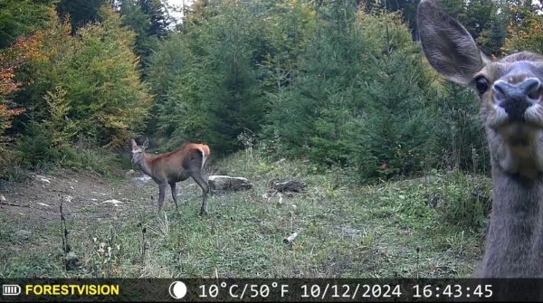 ForestVision Live C6 – Bild 4
