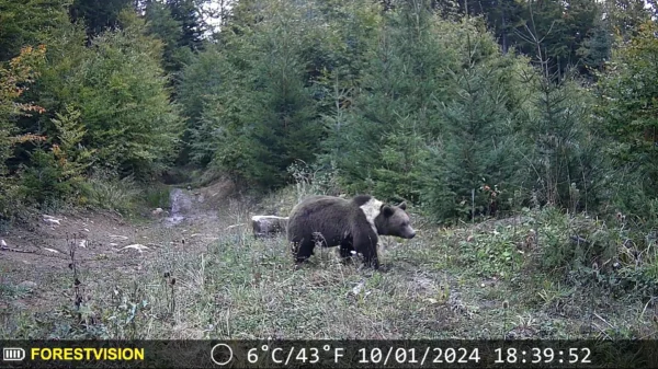 ForestVision Live C7 – Bild 6