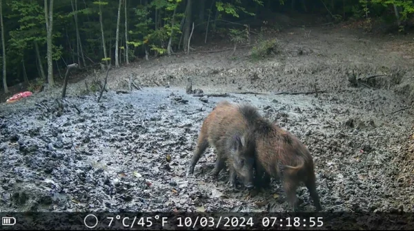 ForestVision Live C7 – Bild 5