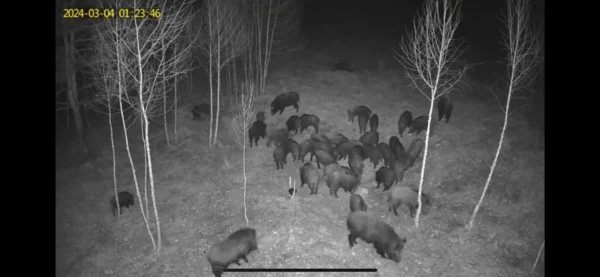 ForestVision Live C7 – Bild 4
