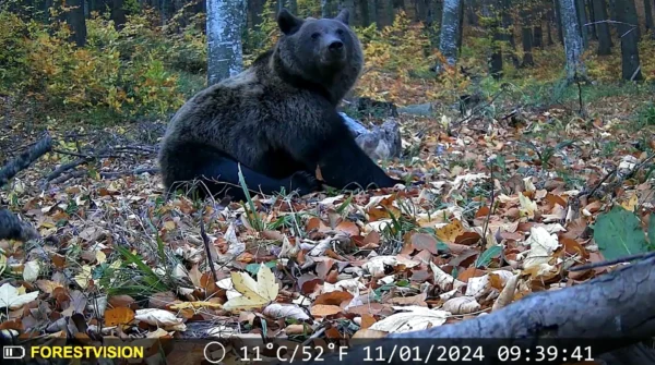 ForestVision Live C2 L – Bild 4