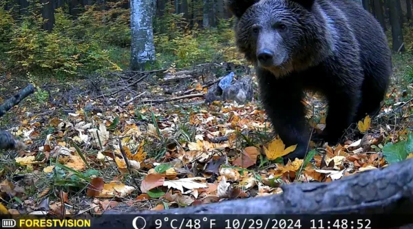 ForestVision Alpha – Bild 6