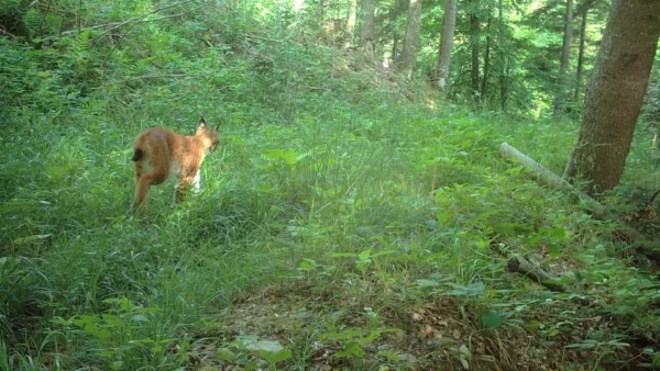 ForestVision Live Pro GPS 4K 20MP – Bild 4