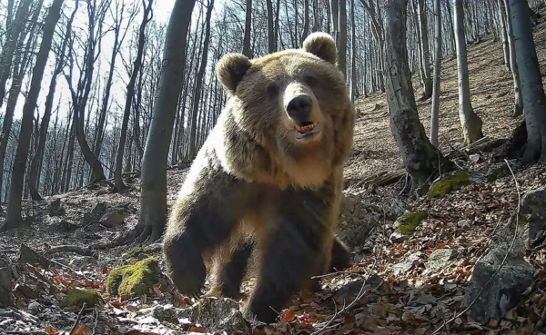 ForestVision Live C6 ULTRA – Bild 5