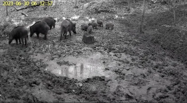 ForestVision Live C6 ULTRA – Bild 4