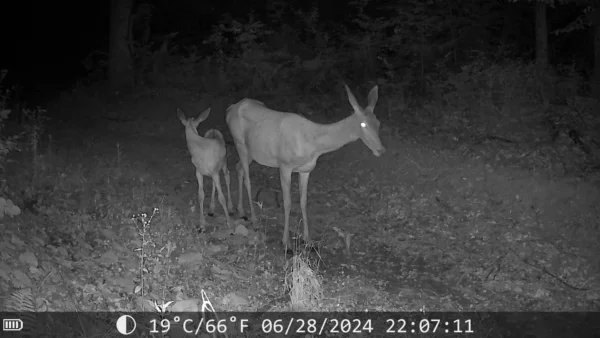 ForestVision Live C4 ULTRA mit zwei Objektiven GPS – Bild 5