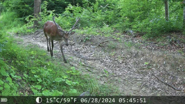ForestVision Live Pro 2 – Bild 6