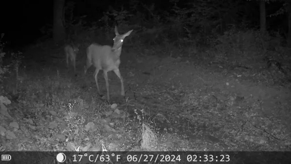 ForestVision Live Pro 2 – Bild 5