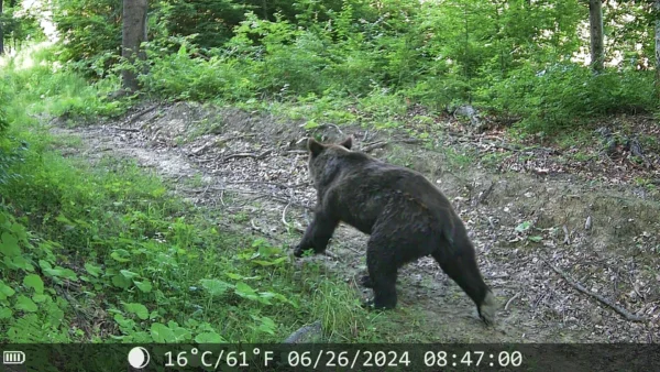 ForestVision Live C8 – Bild 4