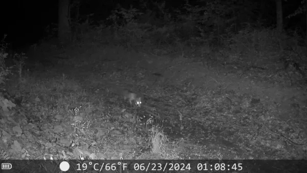 ForestVision Live C8 – Bild 3