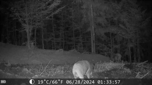 ForestVision Live C8 – Bild 5